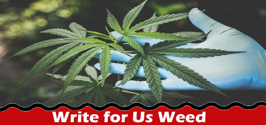 Write for Us Weed – Read Complete Comprehensive Guide!
