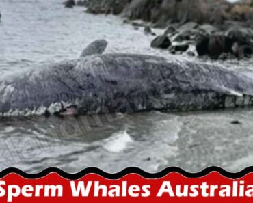 Sperm Whales Australia {Sep 2022} Find The Recent News!