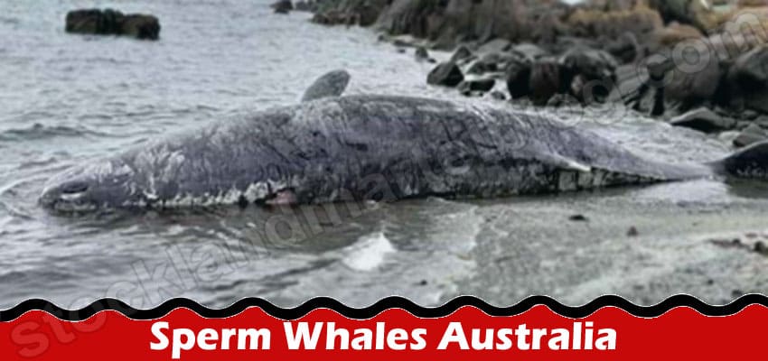 Sperm Whales Australia {Sep 2022} Find The Recent News!