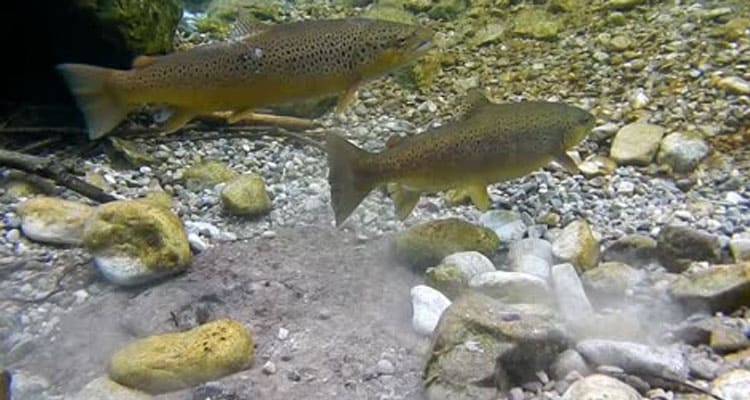 Latest News Brown Trout Couple Video