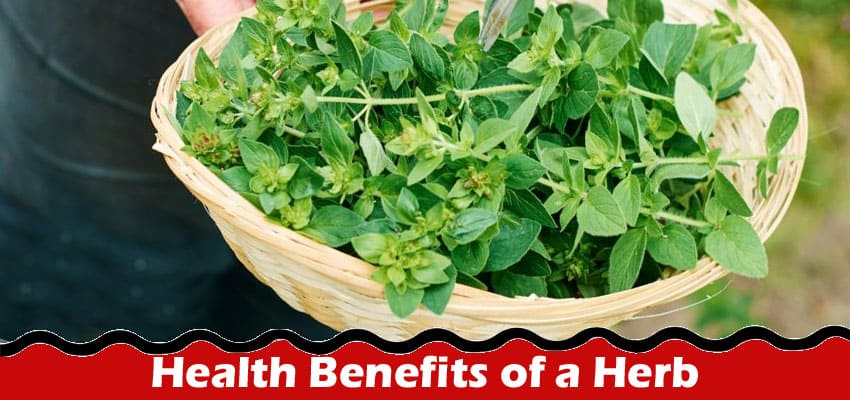 Complete Information About Beyond the Buzz - Unraveling the Health Benefits of a Herb
