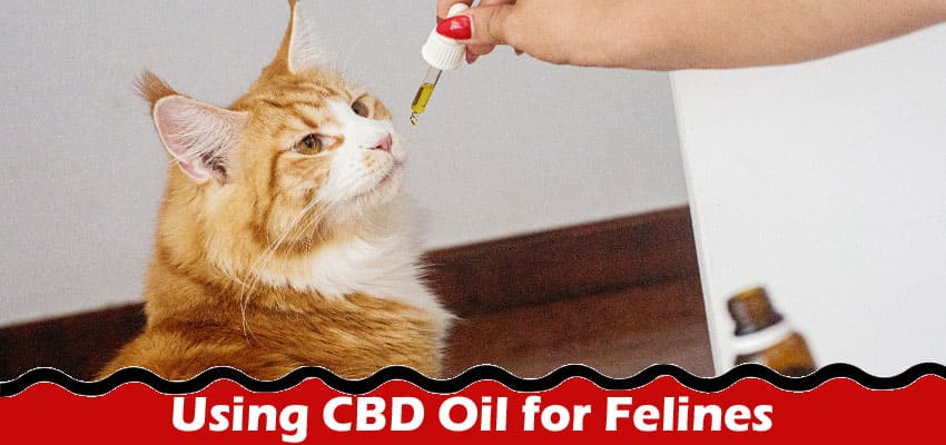 Complete Information About A Brief Guide to Using CBD Oil for Felines