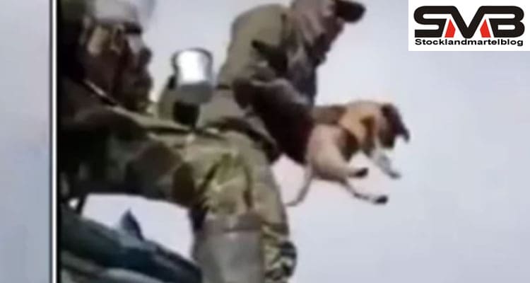 Latest News Video Del Perro Volando Y El Bate
