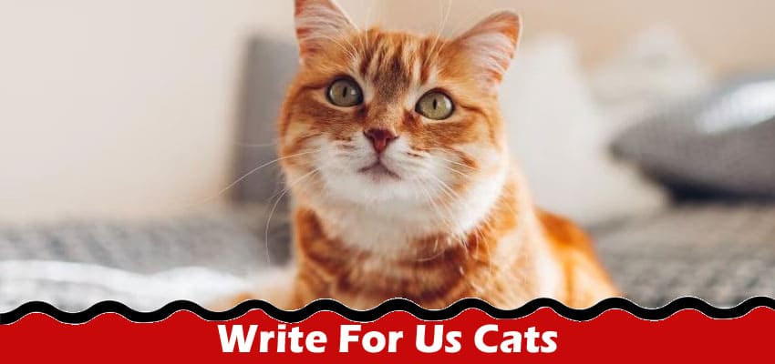Complete A Guide to Write For Us Cats