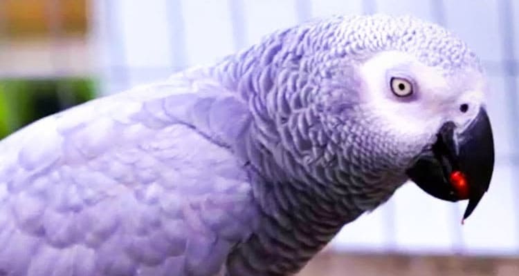 Latest News African grey parrots swearing Video