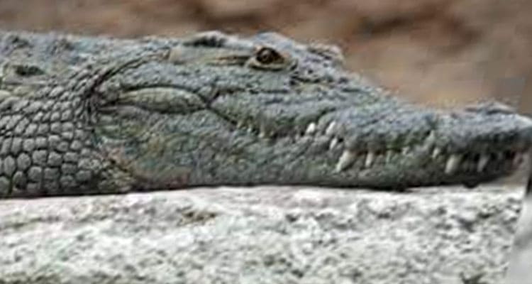 Latest News Baby Red Dress Alligator CCTV Video