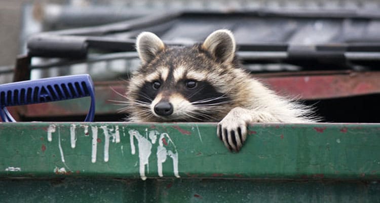 Latest News Raccoon Dumpster Fire Video Download